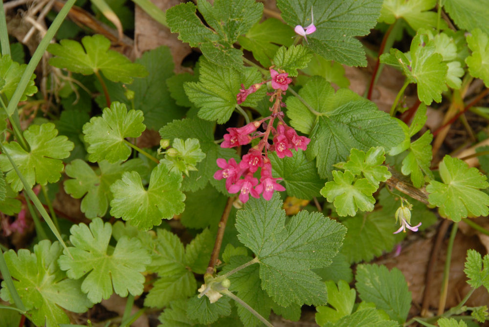 Red-flowering Currant 