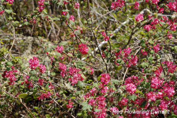 Red-flowering Currant