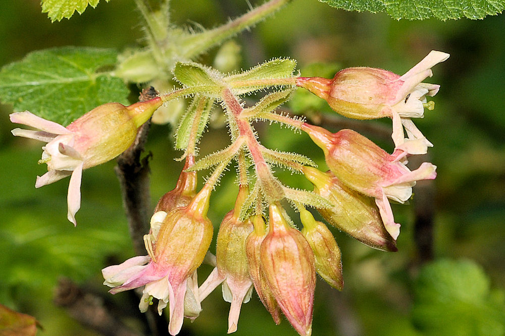 Sticky Currant 