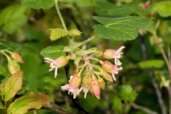 Sticky Currant