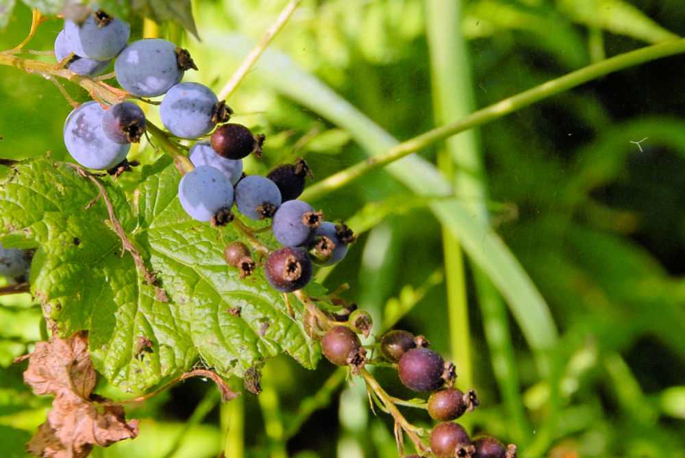 Stink Currant 