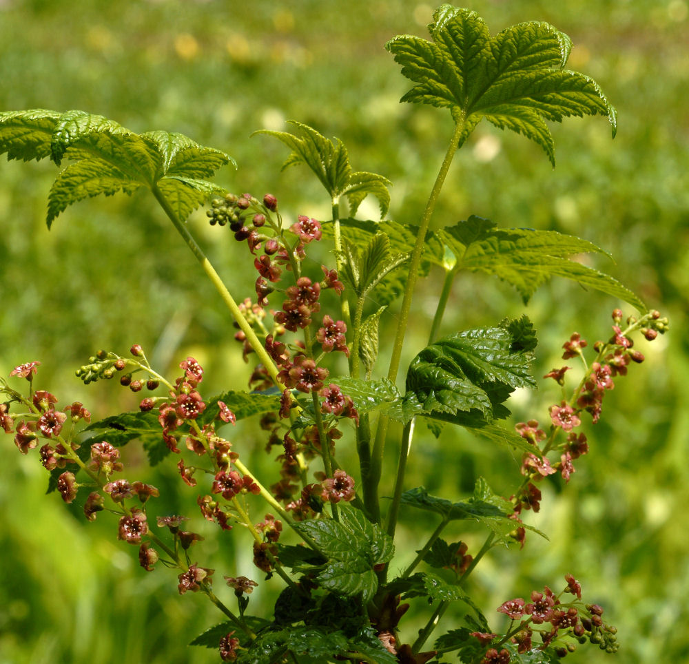 Stink Currant 