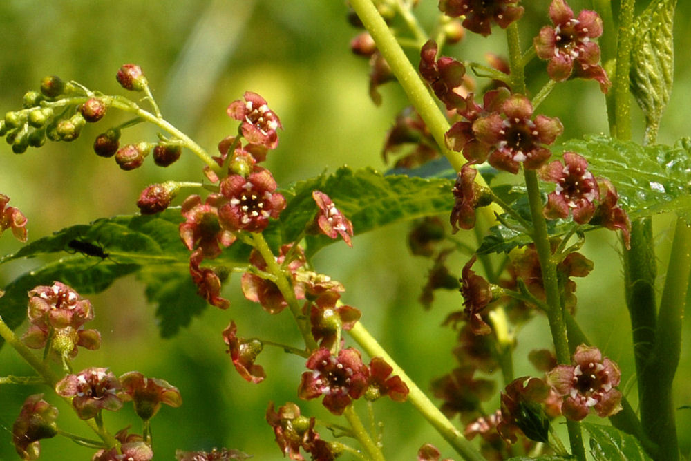 Stink Currant 