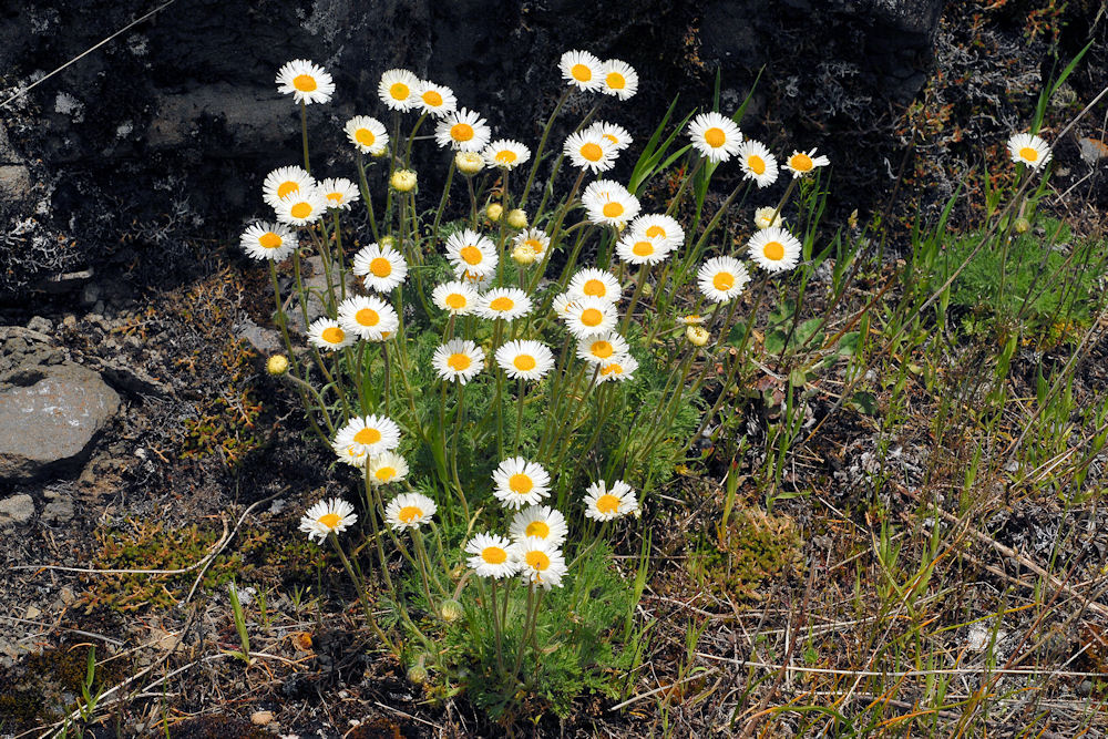 Cut Leaved Daisy 