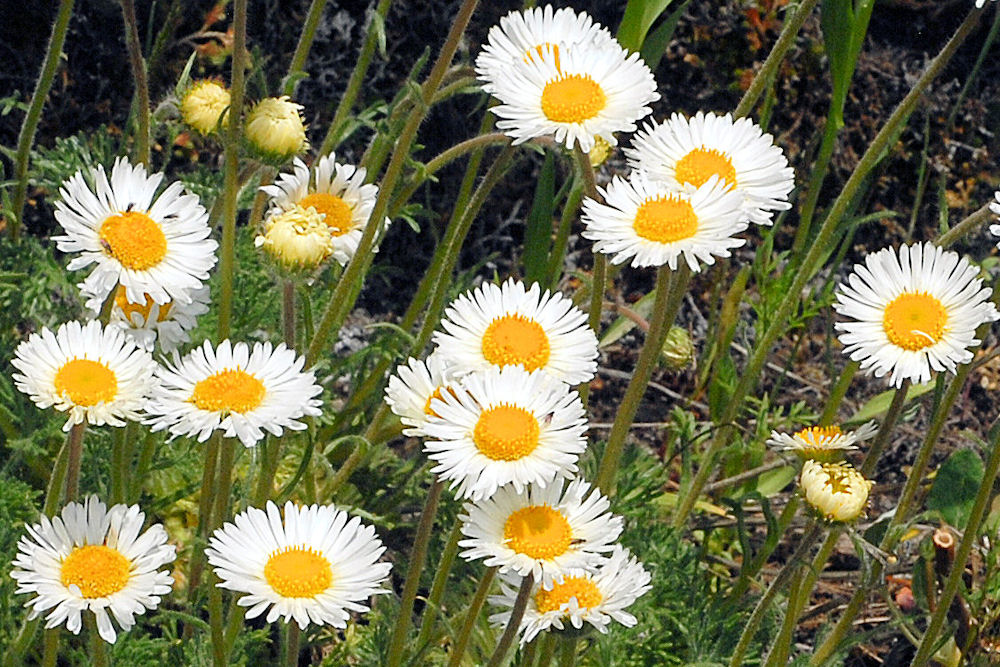 Cut Leaved Daisy 