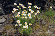 Daisy, Cut Leaved