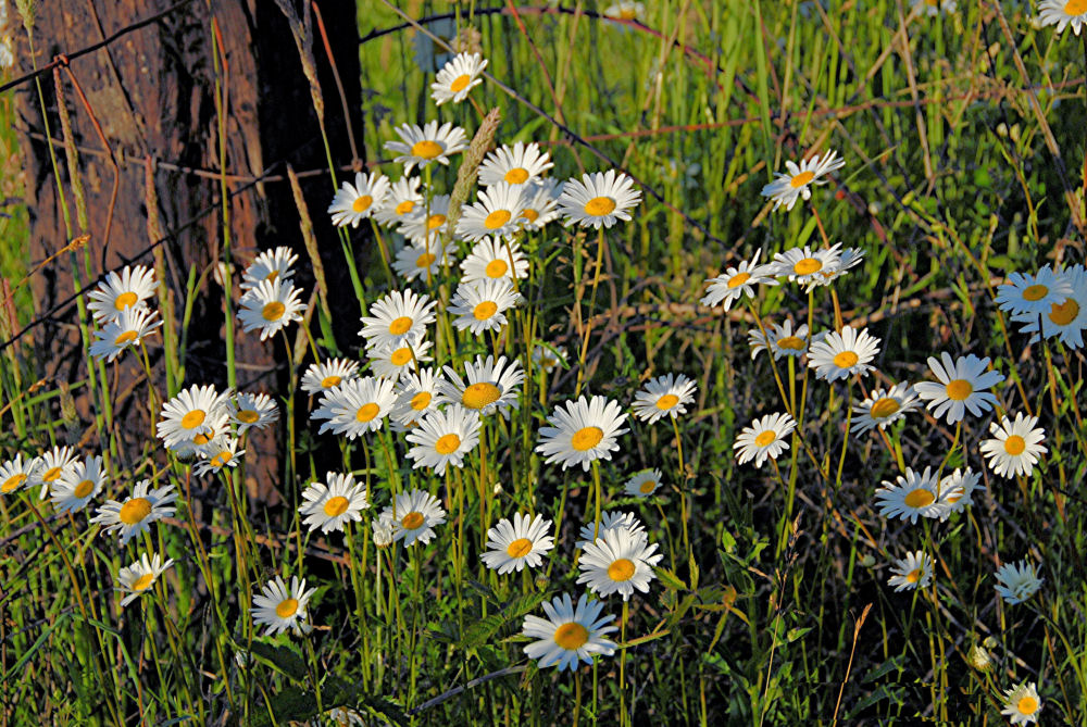 Oxeye Daisy 