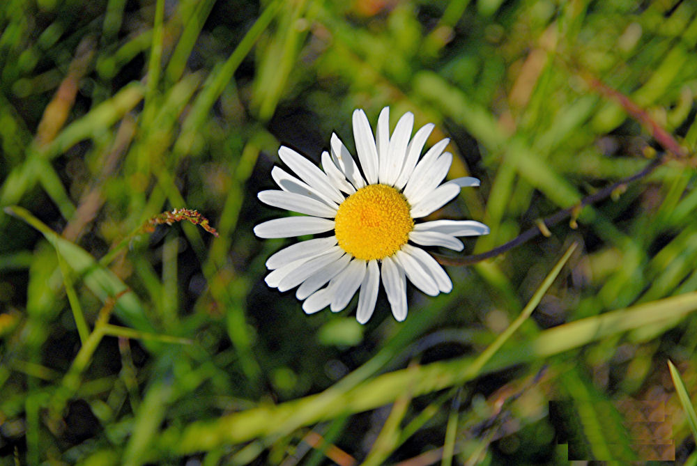 Oxeye Daisy 