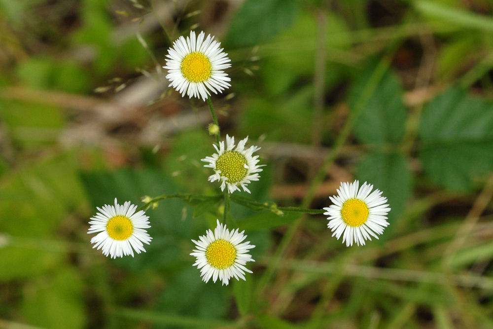 Philadelphia Daisy 