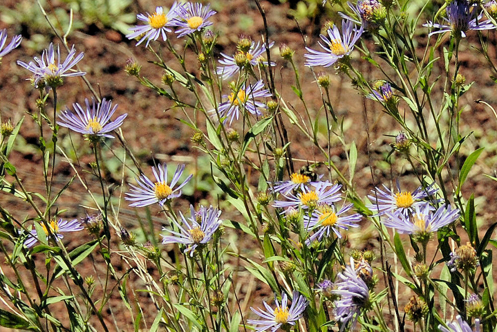 Shaggy Daisy 