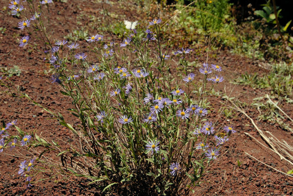 Shaggy Daisy