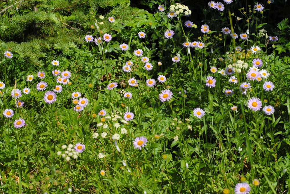 Subalpine Daisy 