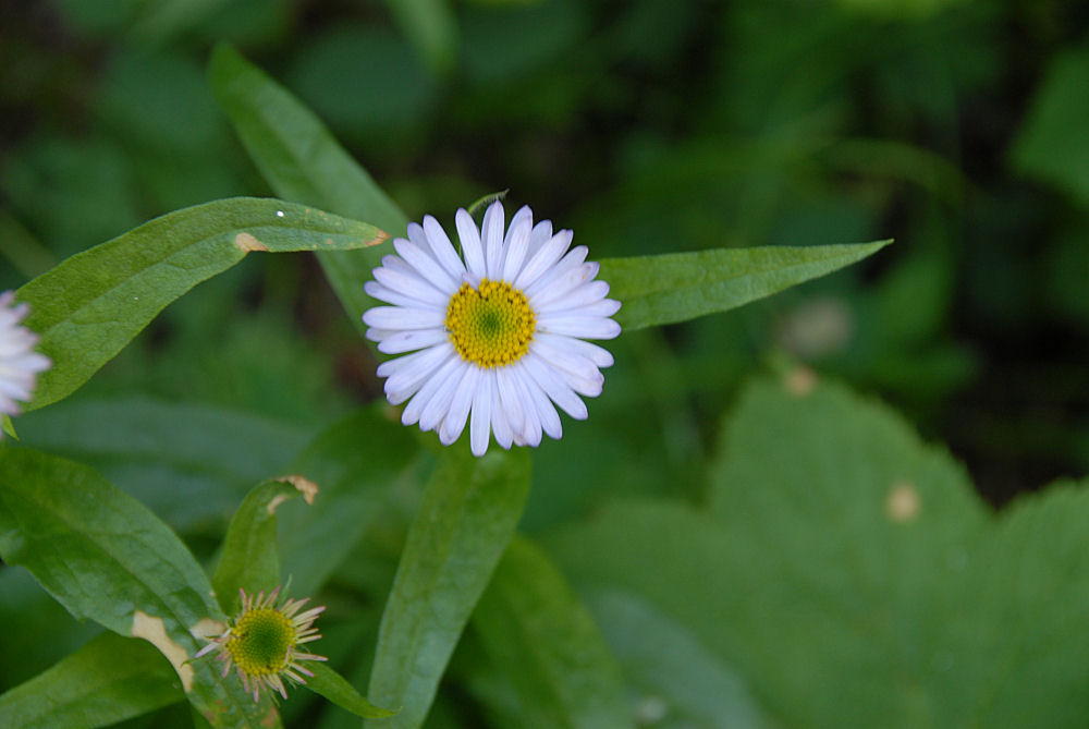 Subalpine Daisy 