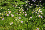 Daisy, Subalpine