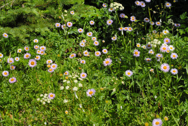 Subalpine Daisy