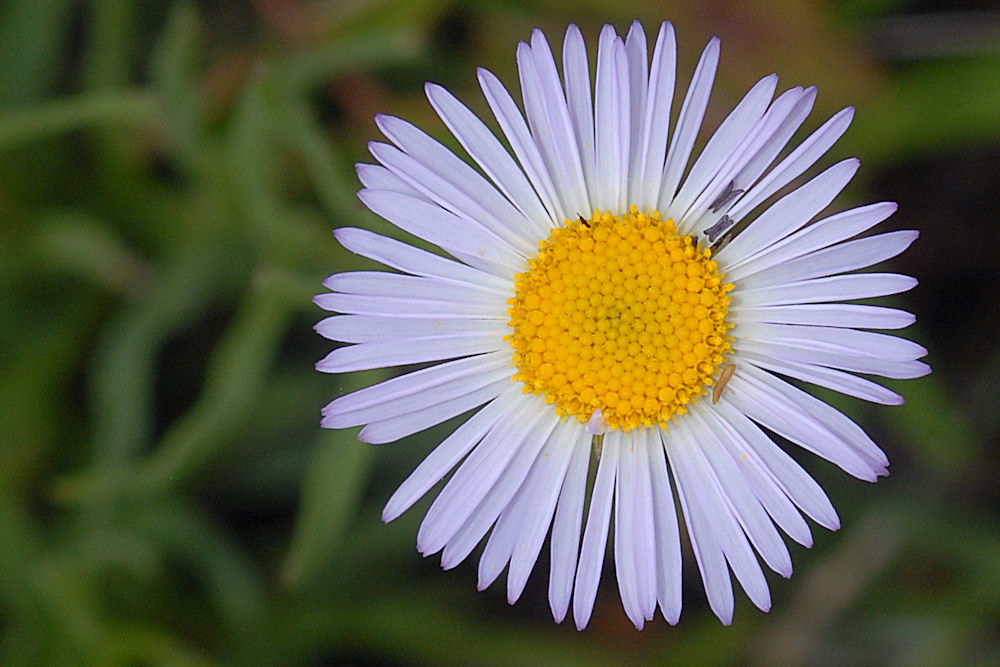 Willamette Daisy 