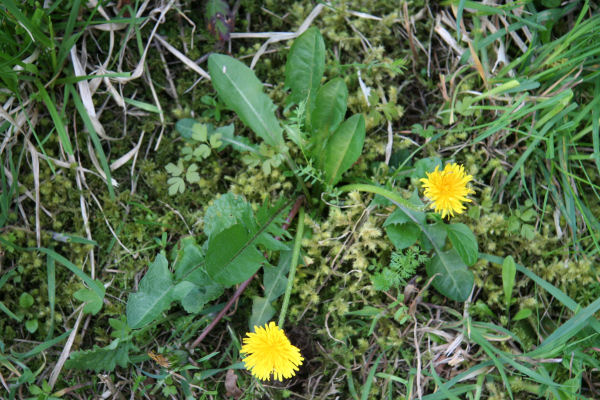 Common Dandelion