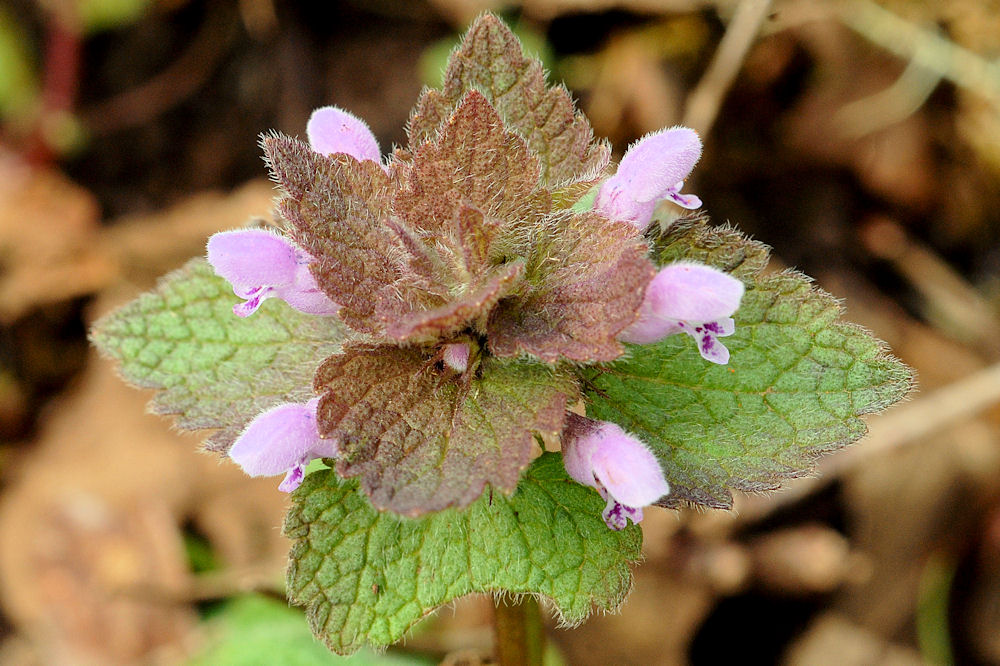 Purple Dead-Nettle 