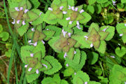 Dead-Nettle, Purple 