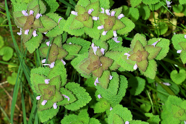 Purple Dead-Nettle