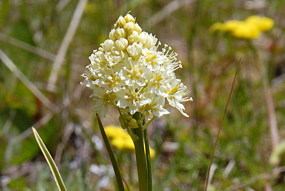 Meadow Death-Camas 