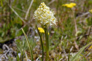 Death-Camas, Meadow