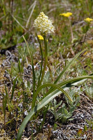 Meadow Death-Camas