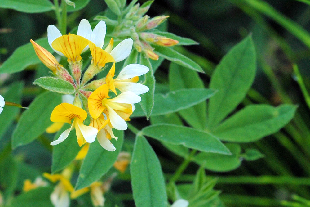 Bog Deervetch 