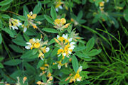 Deervetch, Bog