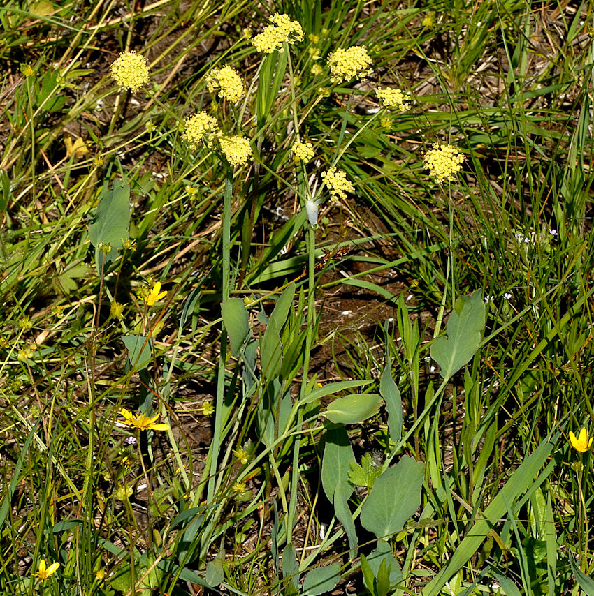  Barestem Desert Parsley 