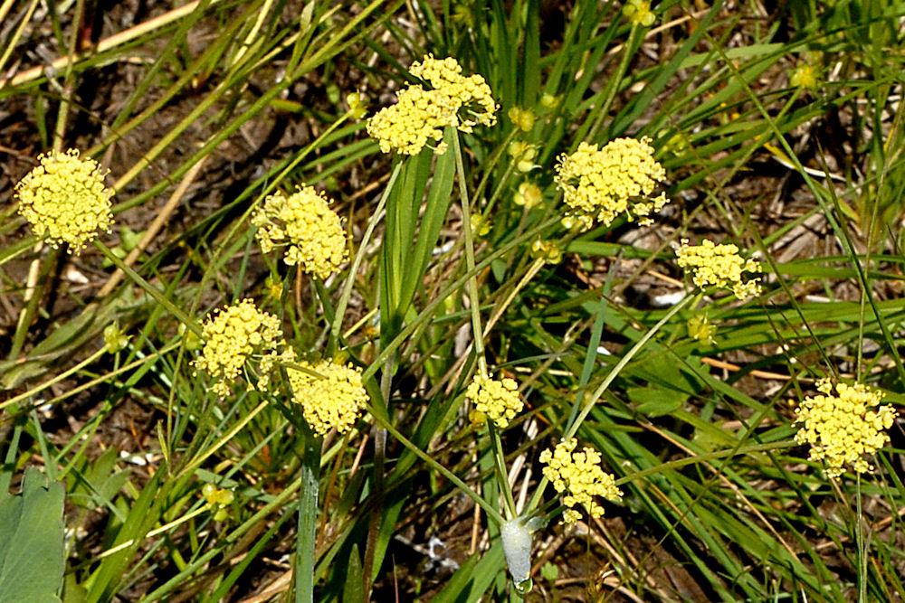  Barestem Desert Parsley 