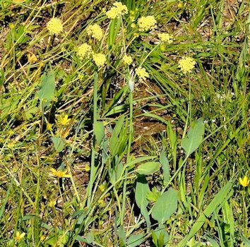  Barestem Desert Parsley