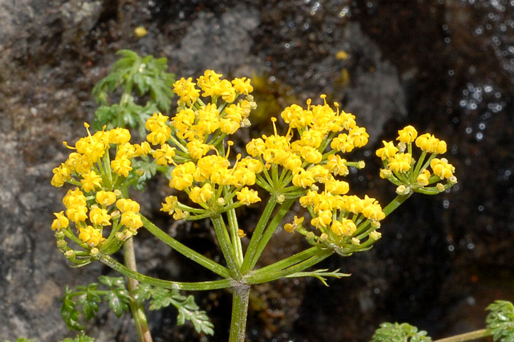  Hall's Desert Parsley 