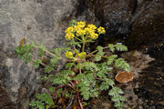 Desert Parsley, Hall's