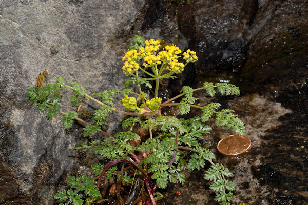  Hall's Desert Parsley