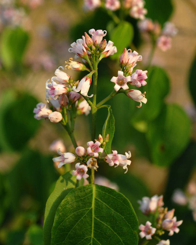 Spreading Dogbane 