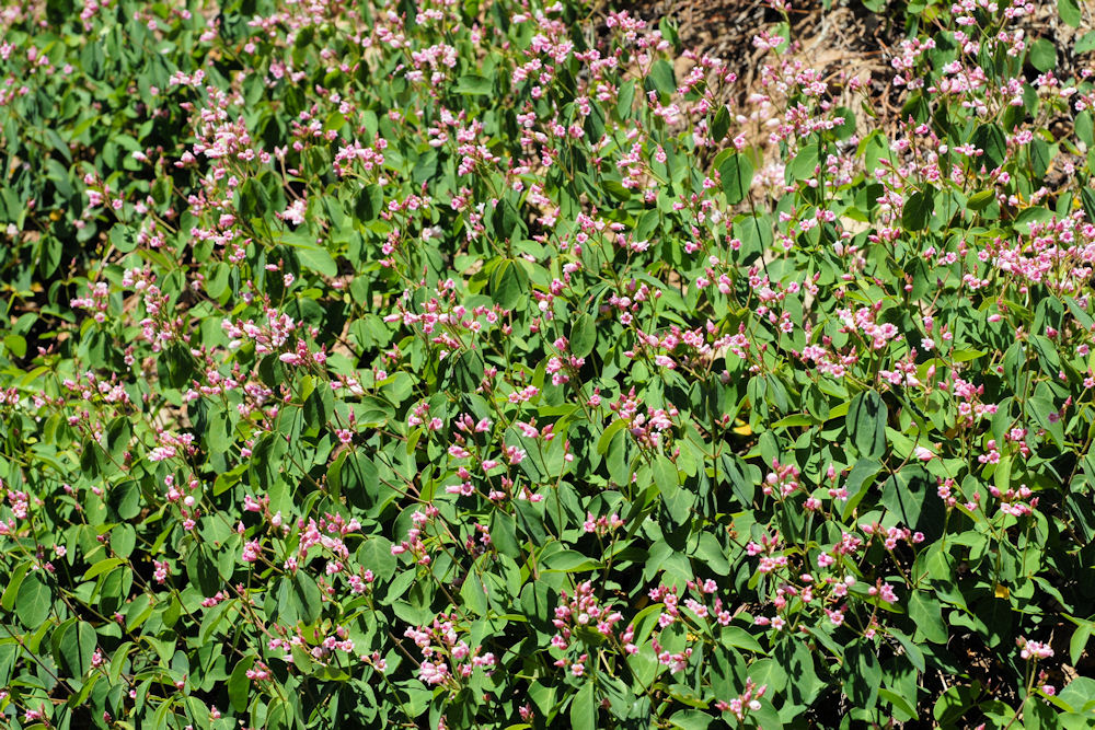 Spreading Dogbane 