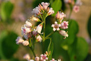 Dogbane, Spreading