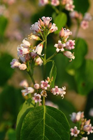 Spreading Dogbane