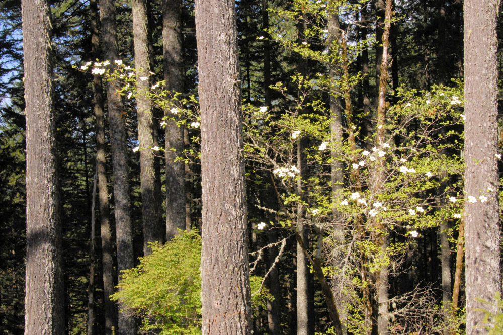 Pacific Dogwood 