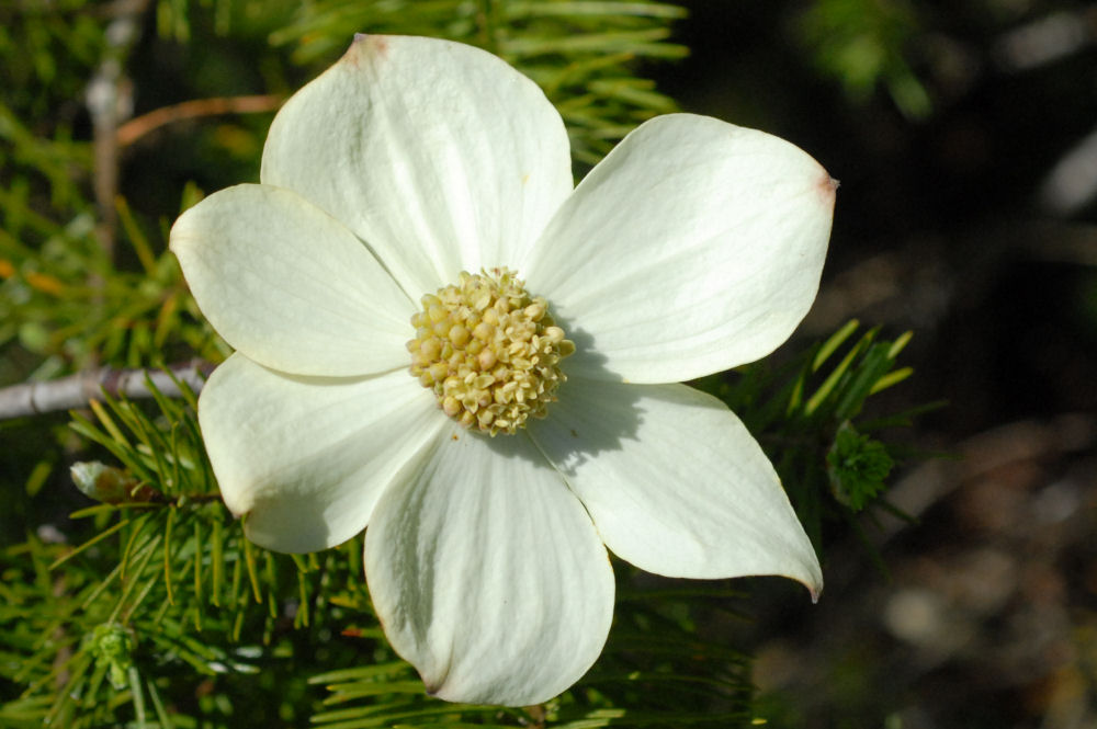 Pacific Dogwood 