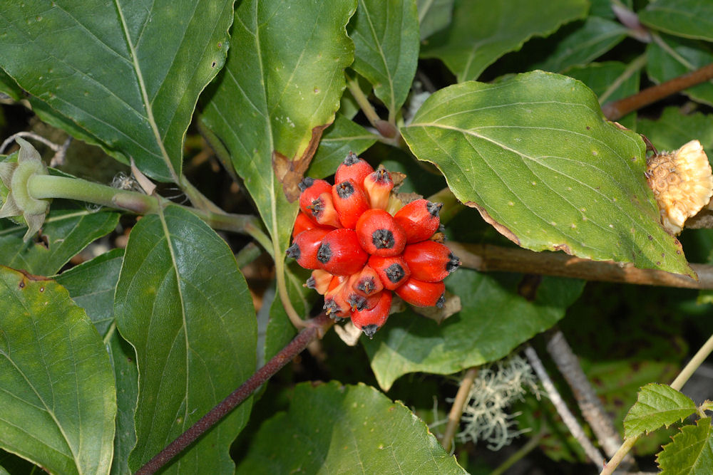 Pacific Dogwood Fruit