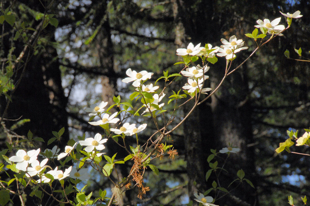 Pacific Dogwood 