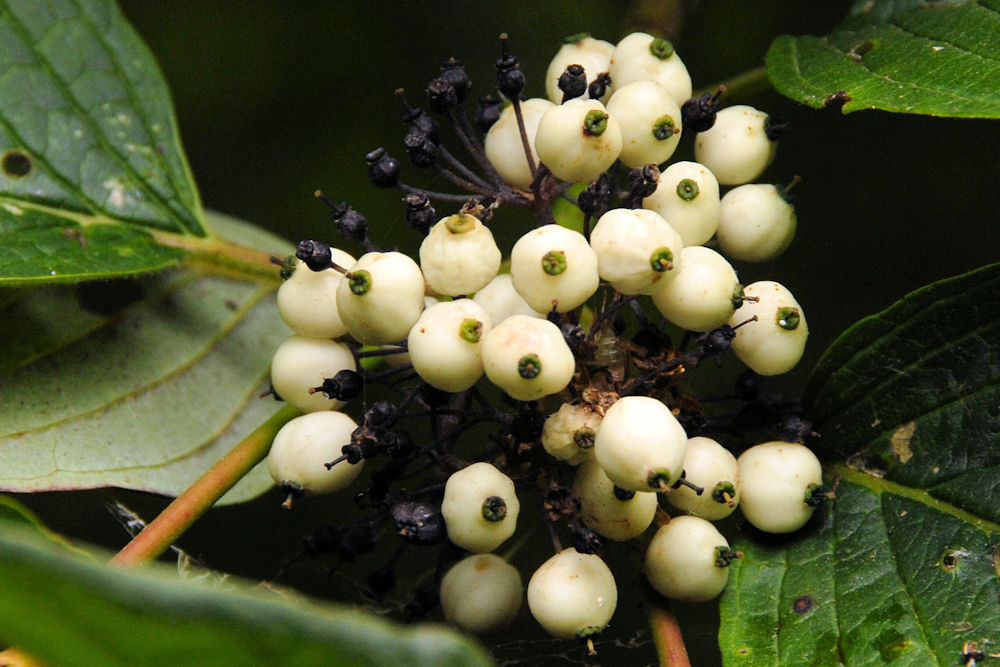 Red Osier Dogwood 
