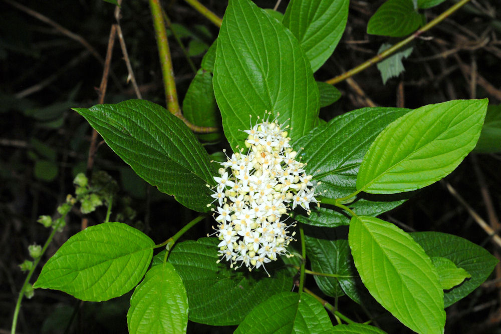 Red Osier Dogwood 