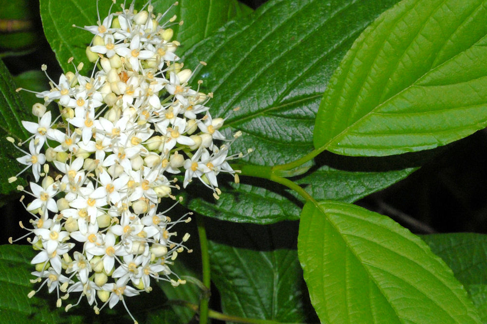 Red Osier Dogwood 