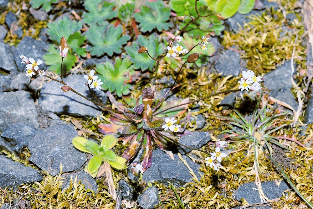 Spring Draba 