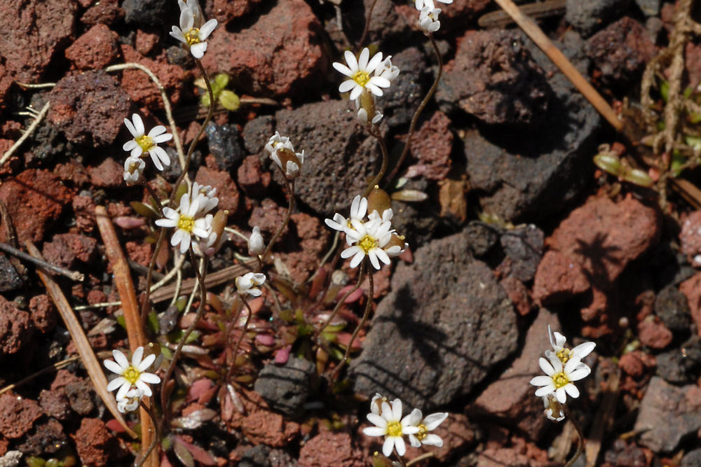 Spring Draba 