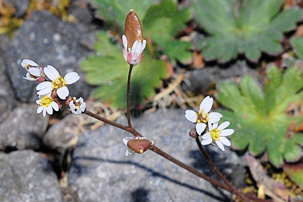 Spring Draba 