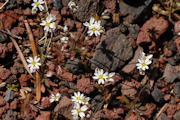 Draba, Spring